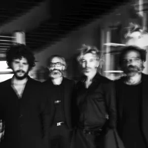 imagen de Elefantes en directo