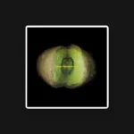 Cartel y entradas de Flim en Le Rachdingue (Girona) - Qconciertos