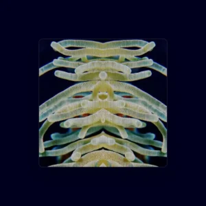 imagen de Tenebris en directo