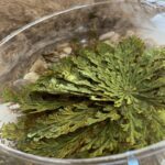 Cartel y entradas de Rosa de Jericó Showcase en The Hall (Málaga) - Qconciertos