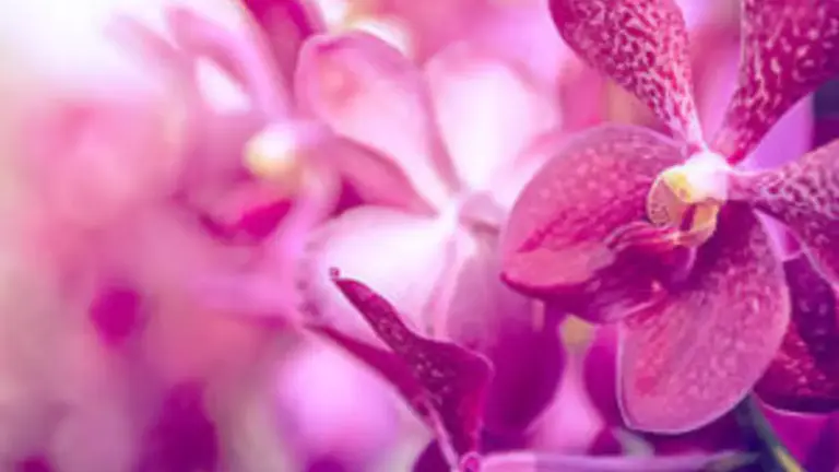 Orquidario de Estepona en QConciertos